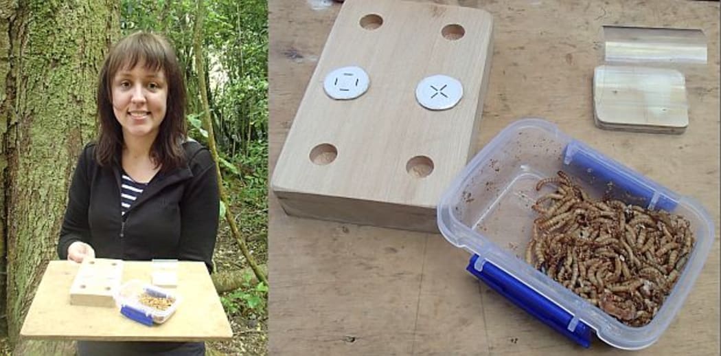 Rachael Shaw is finding out how smart North Island robins are, using a series of intelligence tests that involve a reward of a meal worm, in return for flipping over lids bearing different symbols.