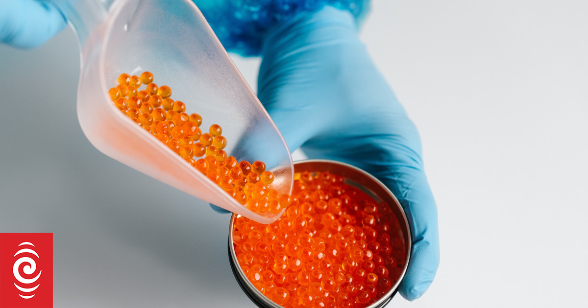 New Zealand's brief caviar season under way with all to be sold domestically - Vimarsana News