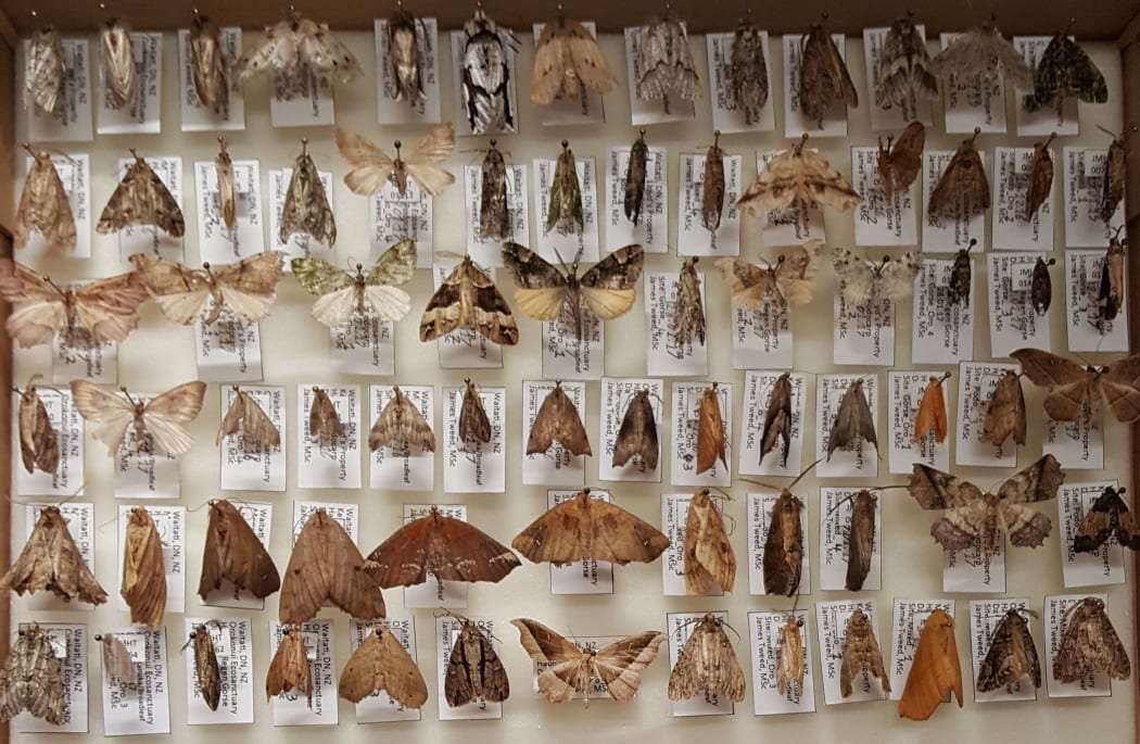 Moth collection