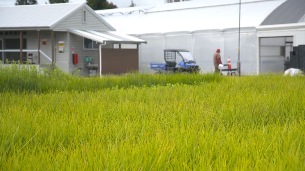 A nursery in Minginui.