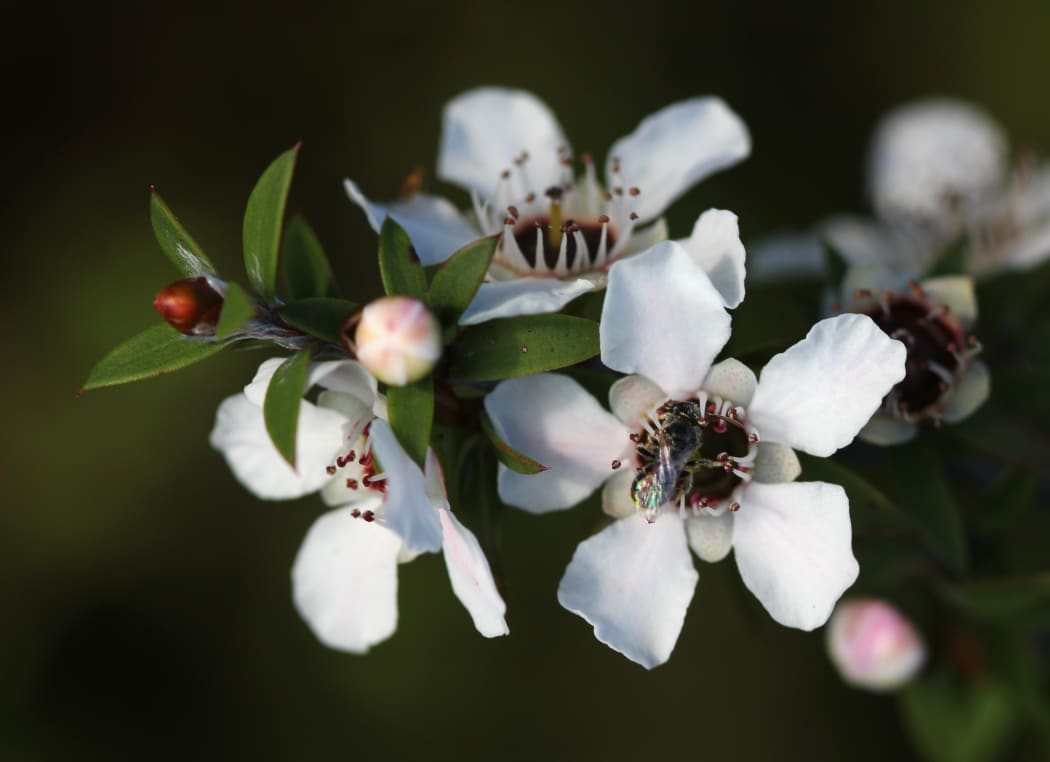 A native New Zealand bee (probably Leioproctus sp.) visits a manuka flower (Leptospermum scoparium). Photo taken on Tiritiri Matangi Island.