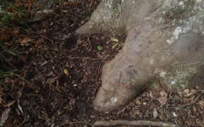 Pig damage to Kauri.