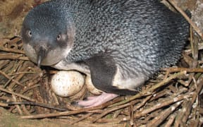 The little penguin is just over 25 cm and weighs about 1 kg