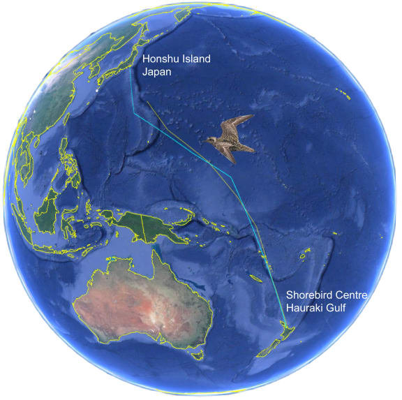 A kuriri bird named Amanda carrying a satellite tag has just landed in Japan and a second is not far behind.