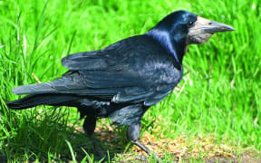 Rooks are regarded as pests because they can cause damage to crops and new grass.