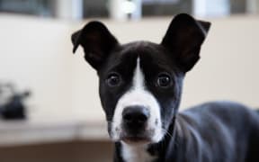 Puppies up for adoption at SPCA Auckland in Mangere.