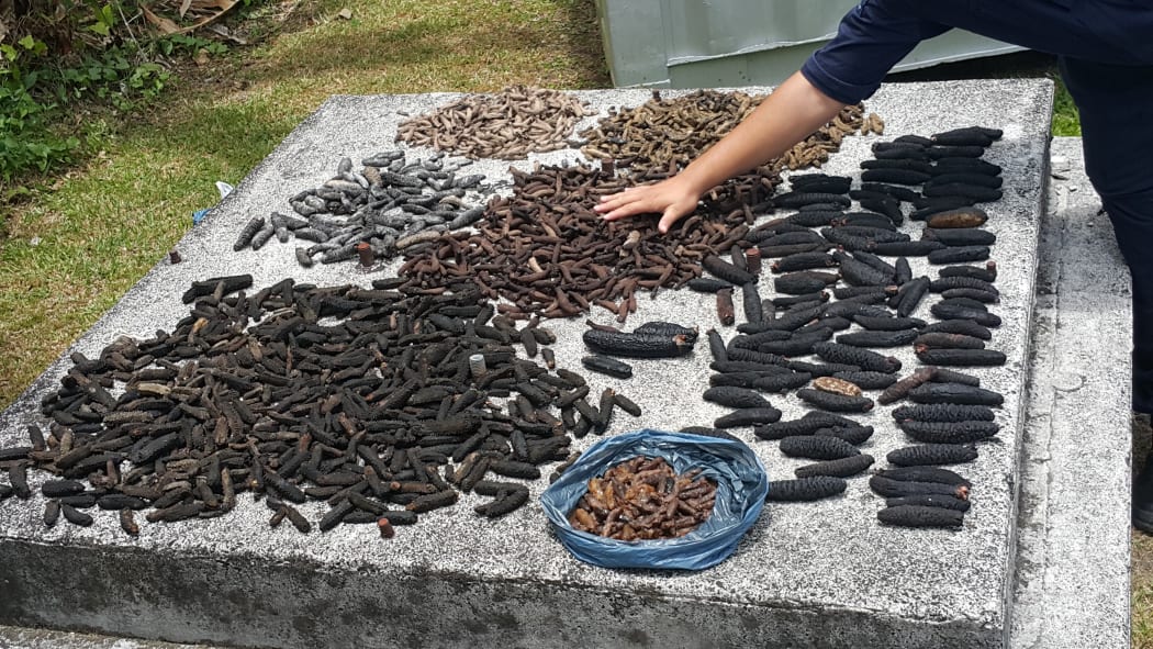 sea cucumbers harvested in Cook Islands allegedly for illegal export