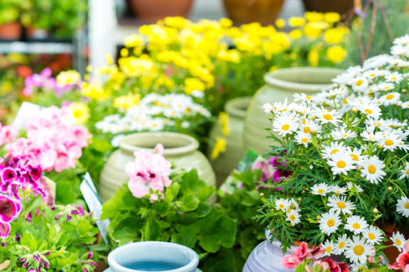 14381065 - white daisy potted flower at garden center retail store