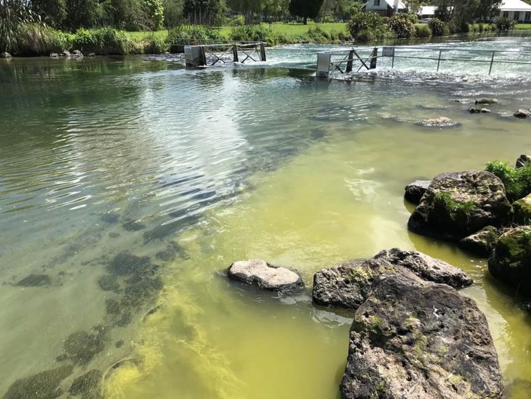 Potentially toxic algae bloom was found near Ohau Channel.