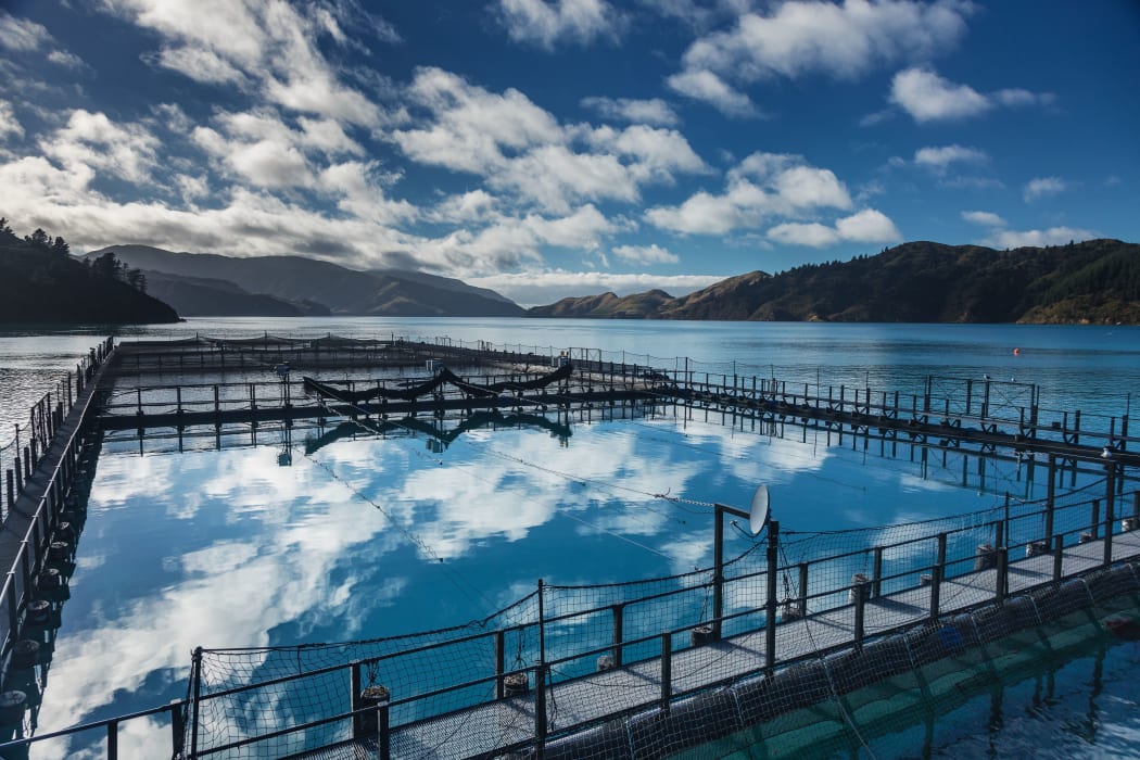 A NZ King Salmon farm in the Tory Channel.