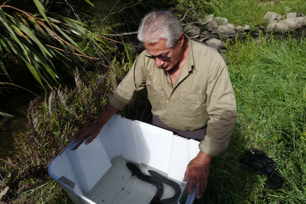 Millan Ruka and his helpers have been lugging fyke nets, poles, and unwieldy measuring troughs up and down the Wairua and Northern Wairoa rivers.