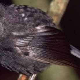 Photo for Black robin