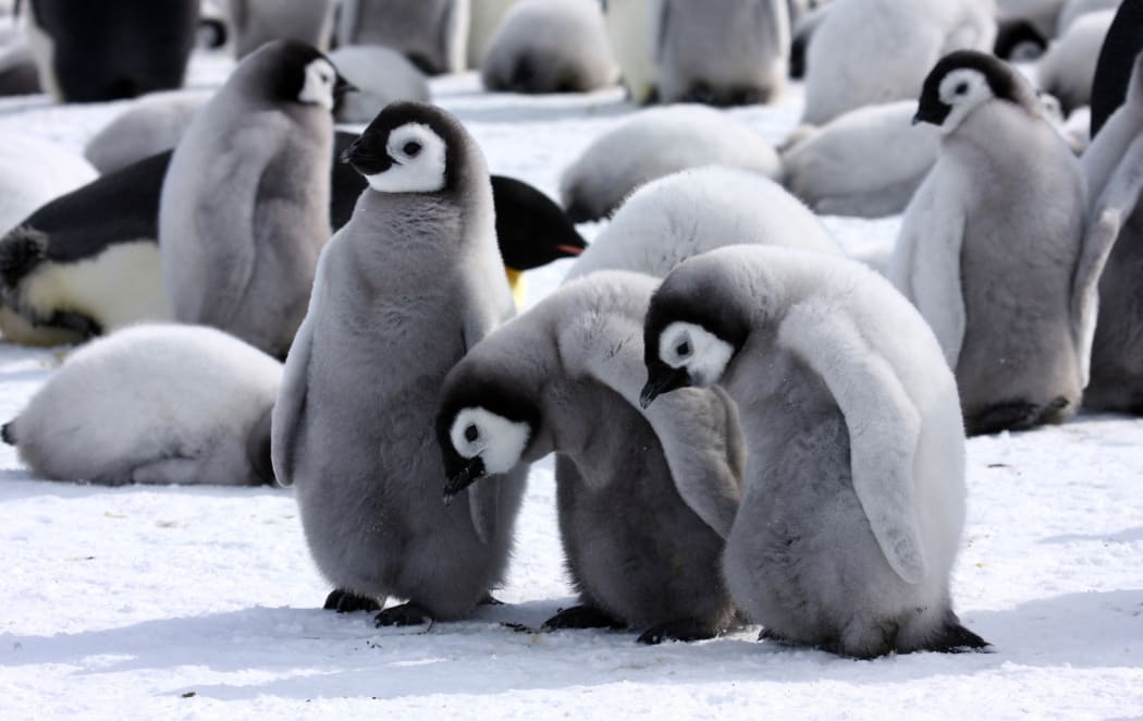Young Emperor Penguins on ice Snow Hill Antarctic.

Biosphoto / Alain Bidart (Photo by Alain Bidart / Biosphoto / Biosphoto via AFP)