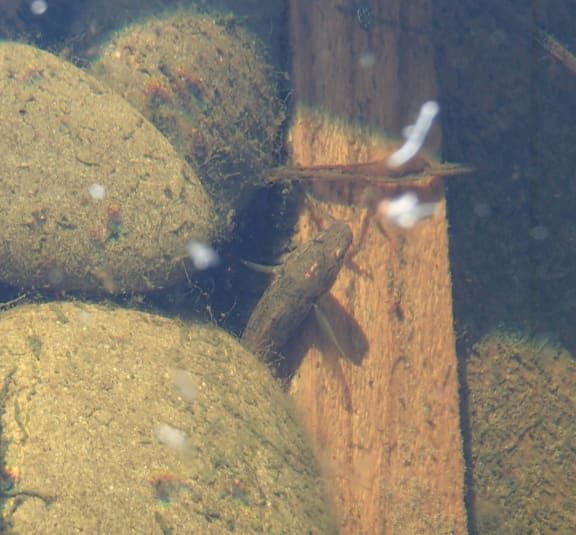 Bully poking its head out of a pile of small rocks.