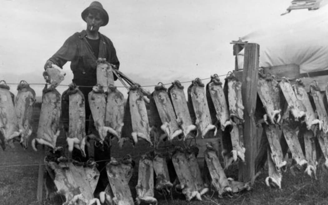 Rabbit skins drying on a fence (1929)