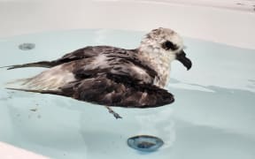 A white headed petrel doing a water test to check its swimming and water resistance.