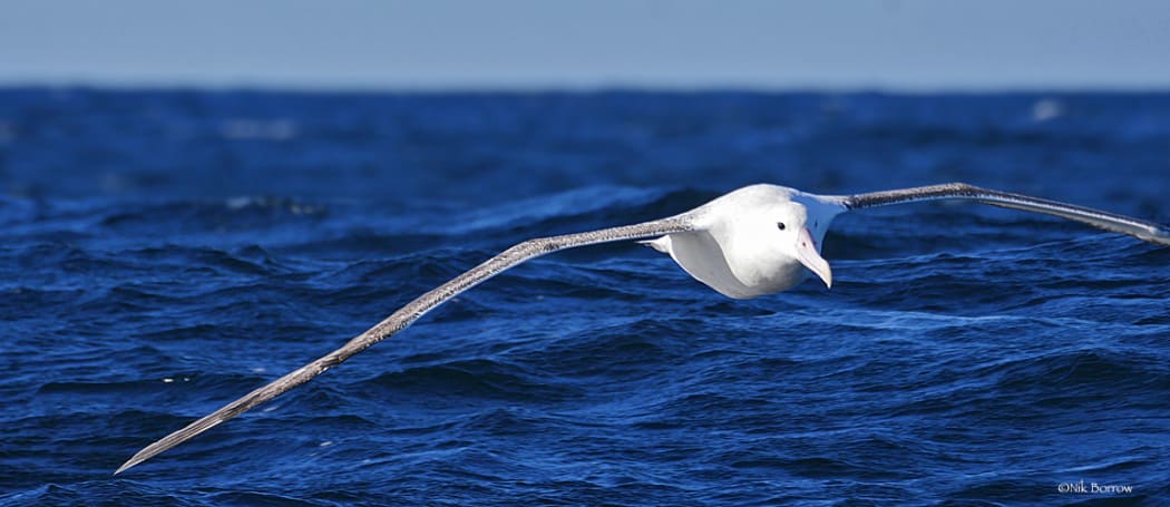 In the past decade, female Antipodean albatrosses have begun spending long periods in the eastern Pacific, where they are at risk from foreign fishing fleets.