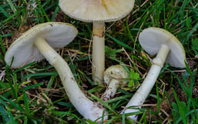 Amanita phalloides - Death Cap