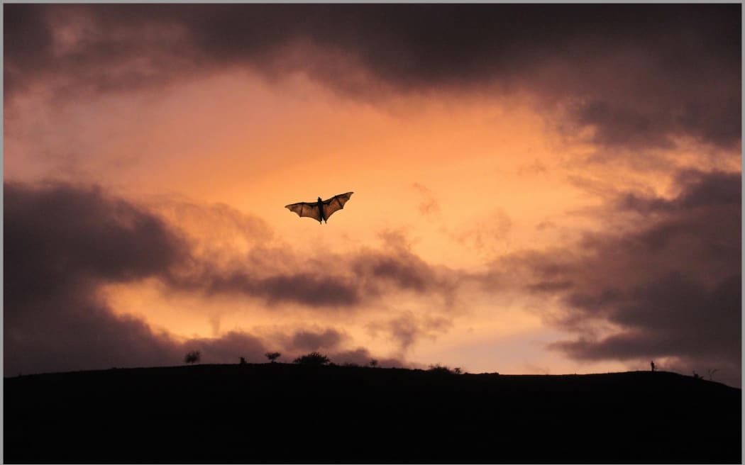 Image of bat flying at dusk.