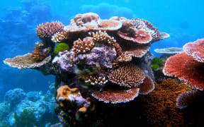 Coral