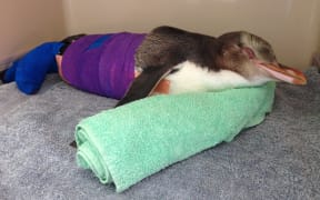 One of the hoiho being treated.