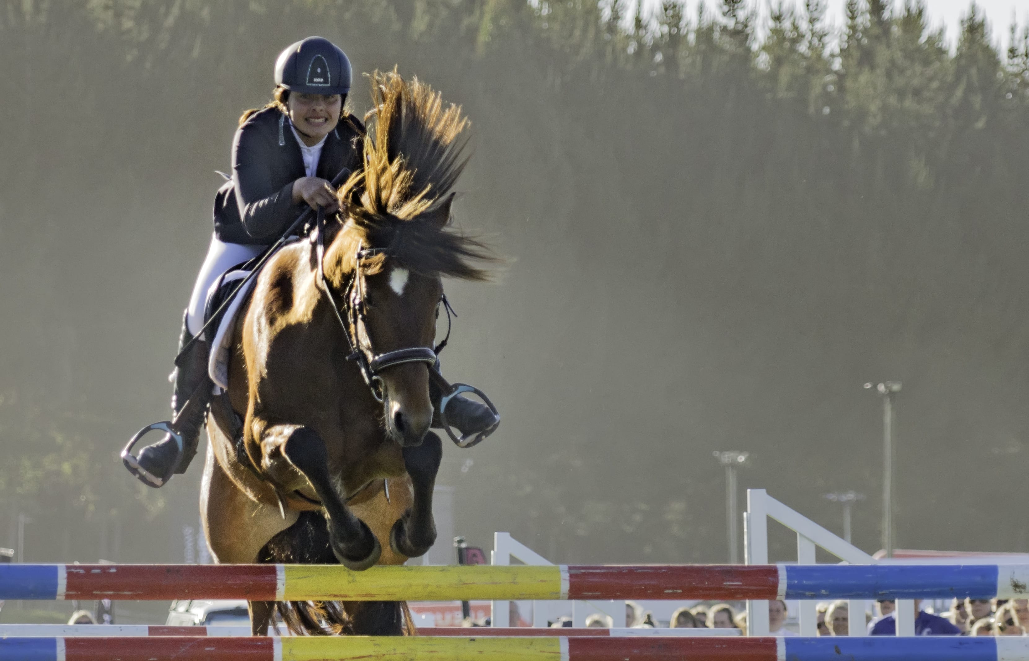 A Kaimanawa horse which was re-homed.