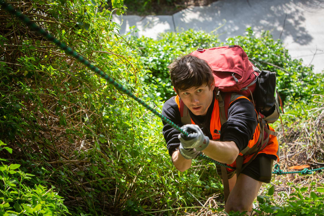 Miramar Peninsula in Wellington includes steep gullies and areas of rugged cliffs as well as flat suburban streets. Taison Pelman uses a knotted rope to climb up a particularly steep bank to reach one of the bait stations.