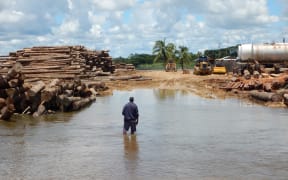 Logging piles on the Sepik River in Papua New Guinea.