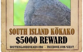 South Island Kokako Charitable Trust's poster is based on a 'tweaked' image of the North Island kokako.