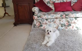 Small white-coloured dog sitting on a rug