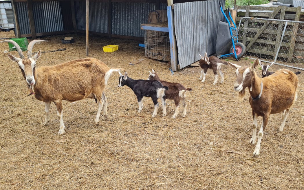 Dairy goat farm