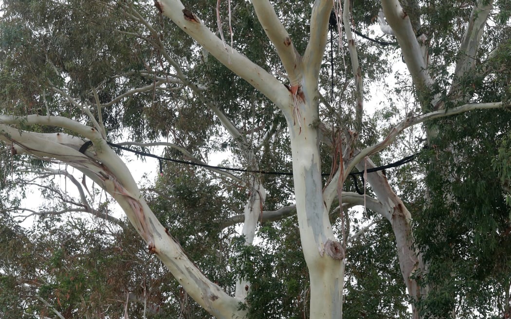 Ropes are used to secure the branches, in case of “sudden summer limb drop” on a 95-year-old eucalyptus tree to be cut down.