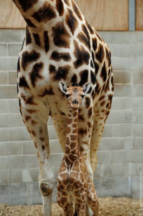 Auckland Zoo's new female giraffe with her mother.