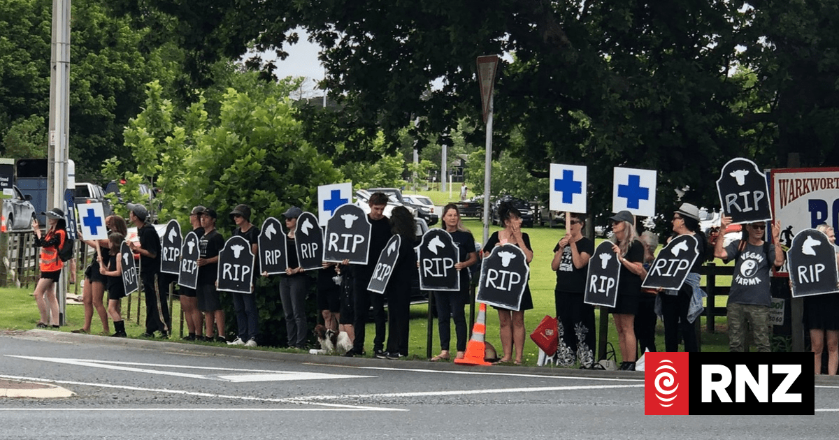 Protest against Warkworth rodeo after bull's death | RNZ News