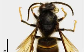 Yellow-legged hornets (Vespa velutina) have recently been sighted in the Auckland region. MPI have put out advisories after a queen was found on 17 October 2025.
