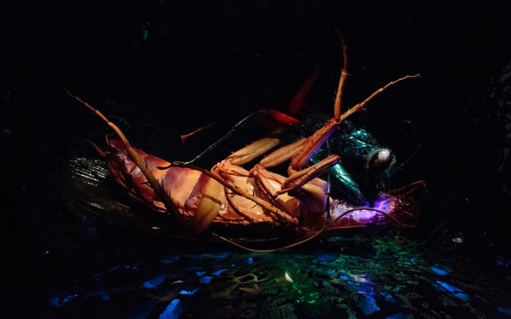 Jewell wasp model at Auckland Zoo bug lab