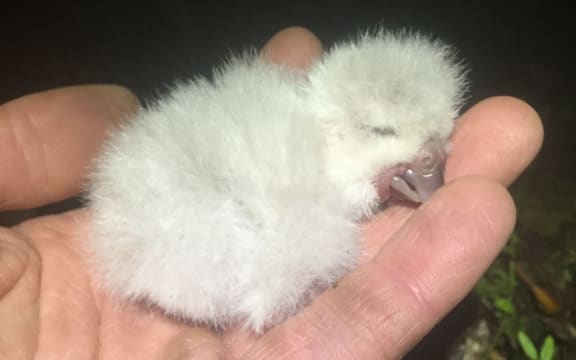 In the bumper 2019 kākāpō breeding season the first chick hatched in late January and the final chick hatched in late April.