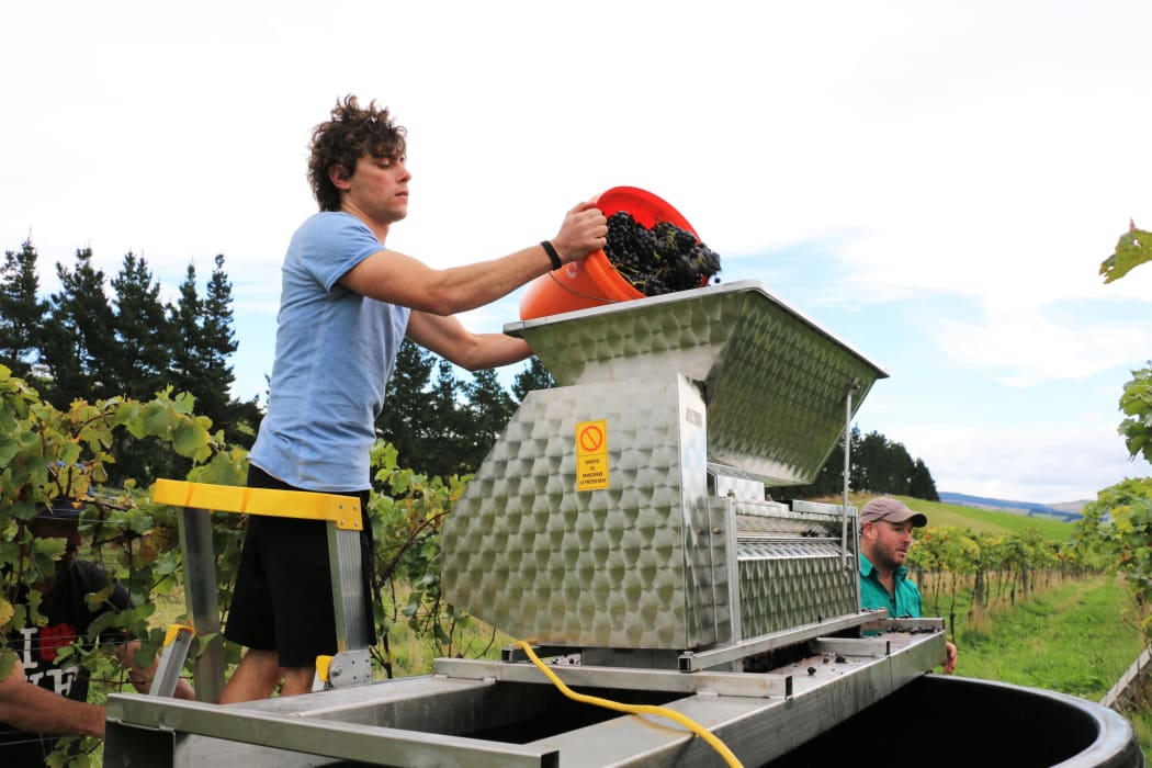 Vineyard ferment at Greystone Wines