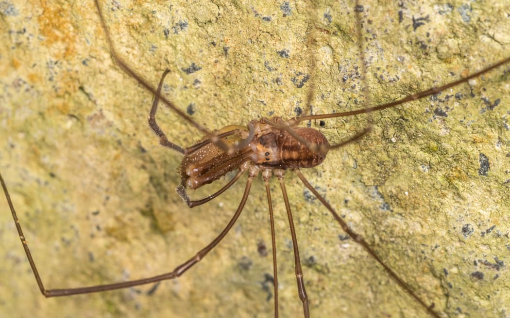 Harvestman arachnid