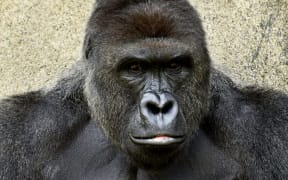 Harambe the gorilla.