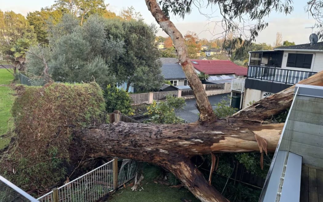 A couple in Meadowbank are furious after a tree that have pleaded with Auckland Council to have removed was ripped out of the ground in a fierce storm on the night on 29 May, ending up on their house.

Photos supplied via NZH - single use only.