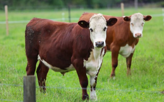 Activities like dairy farming above the aquifer which feeds Te Waikoropupū Springs can contribute to nitrate levels.
