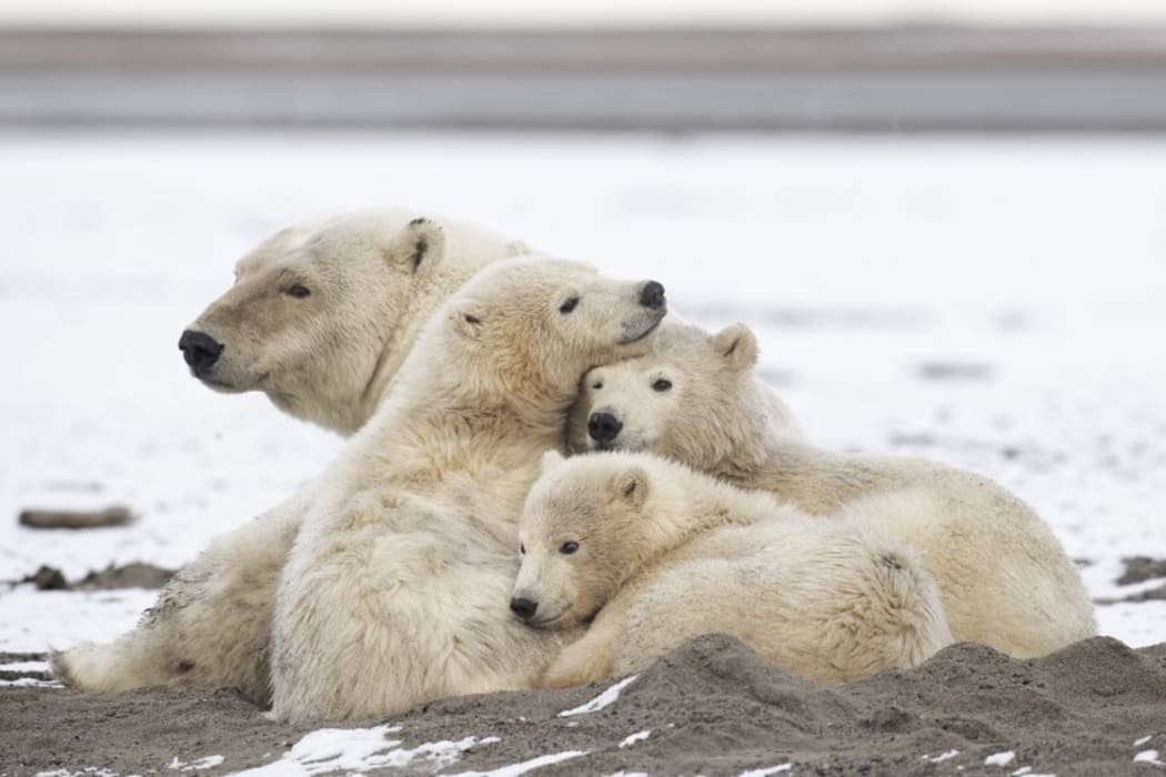 Polar bear (Ursus maritimus) female and young at rest on the shore, Barter Island, Northern Arctic Circle, Alaska..