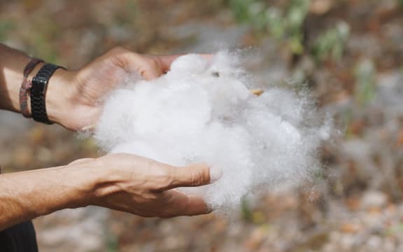 Pochote tree fibre, an ancient cotton like fibre which was used by the Zapotec indigenous communities in the pre-hispanic period