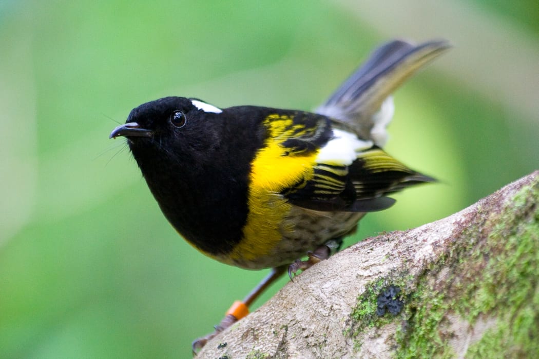 Hihi