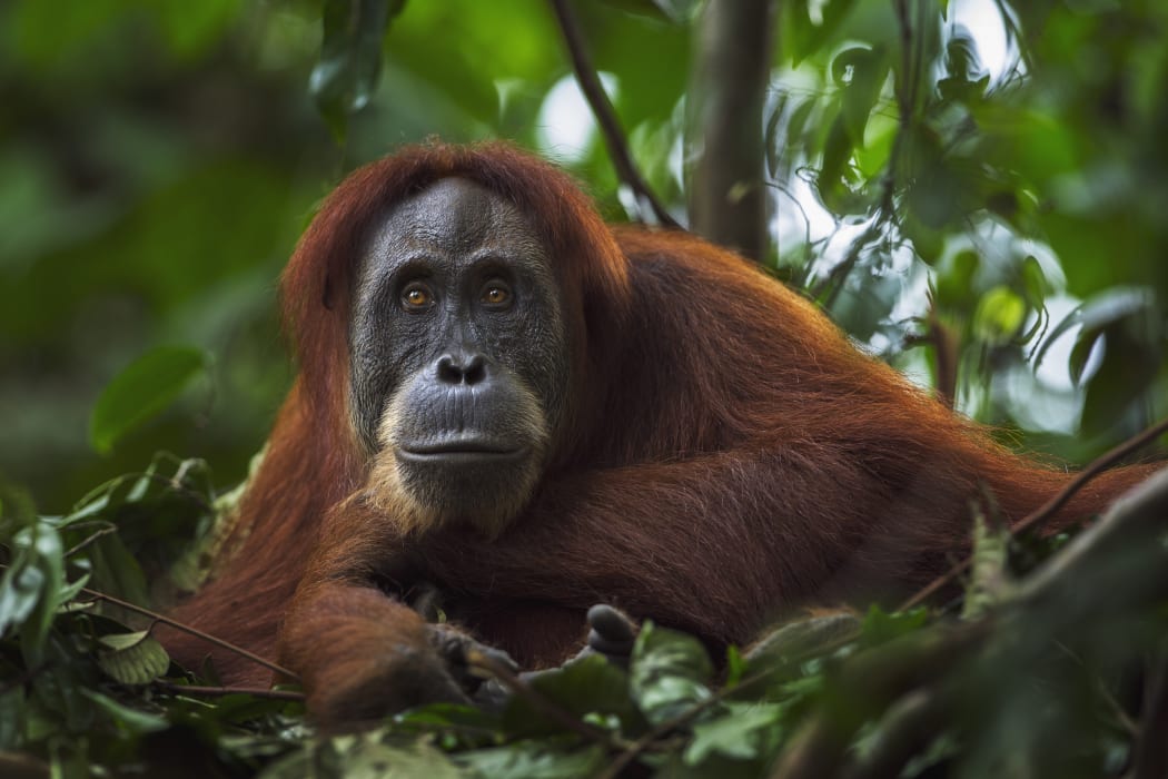 A 24-year-old female orangutan in Sumatra, Indonesia (file photo)