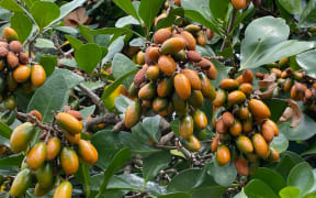 Karaka berries are an important food source for kererū but are toxic to many other animals, especially dogs.