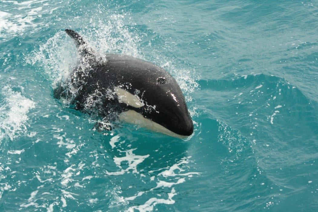 Orca have been spotted in Akaroa Harbour.