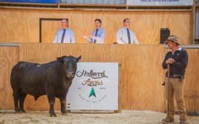 Max Tweedie at the sale rostrum at the Hallmark Angus bull sale in June 2023
