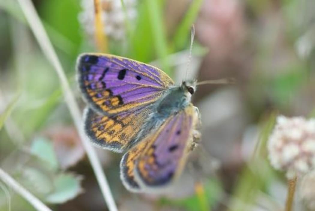 Genus lycaena purple wings